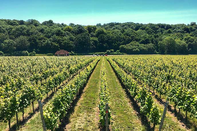 Sussex vineyard on sale